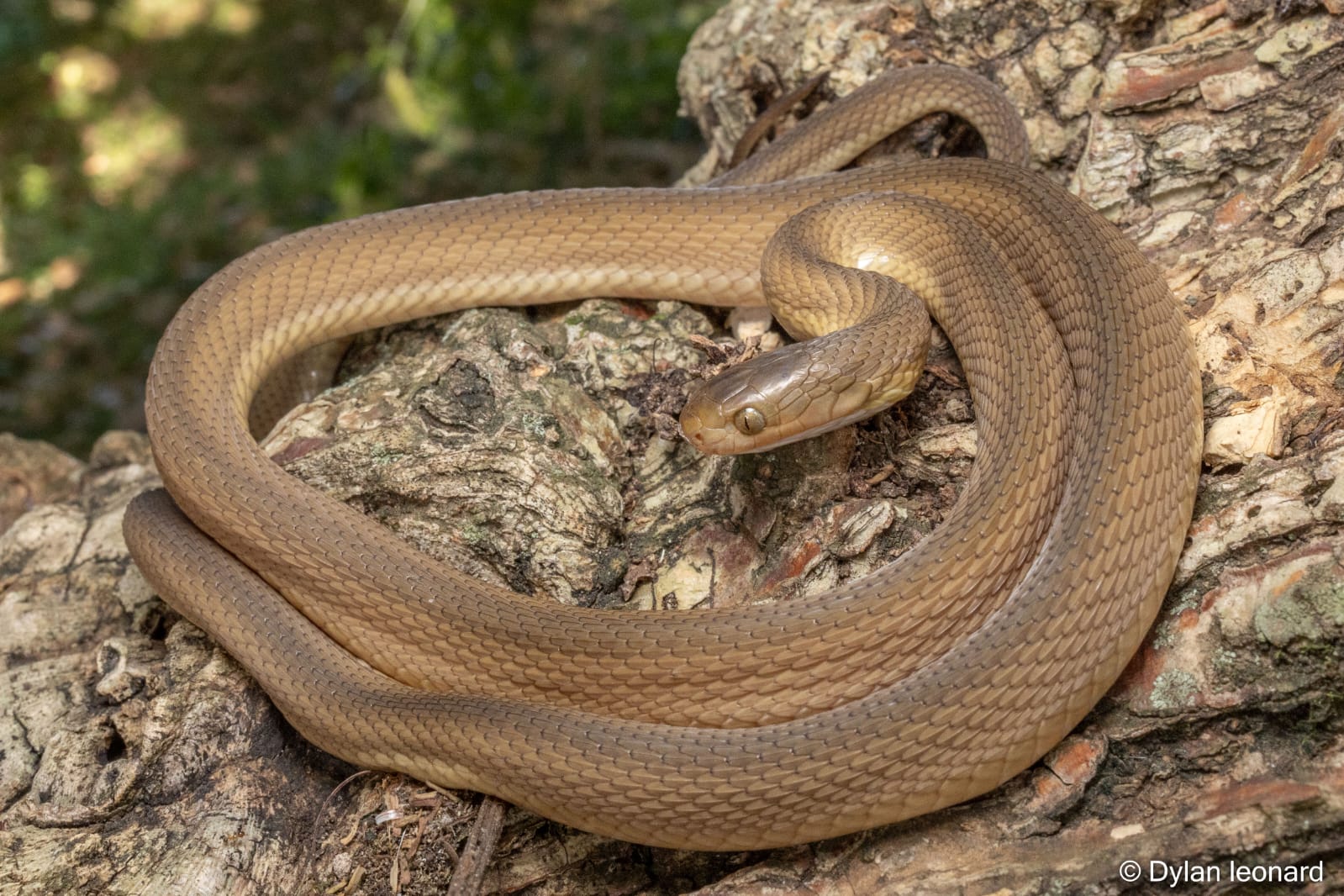 Southern Brown Egg-Eater