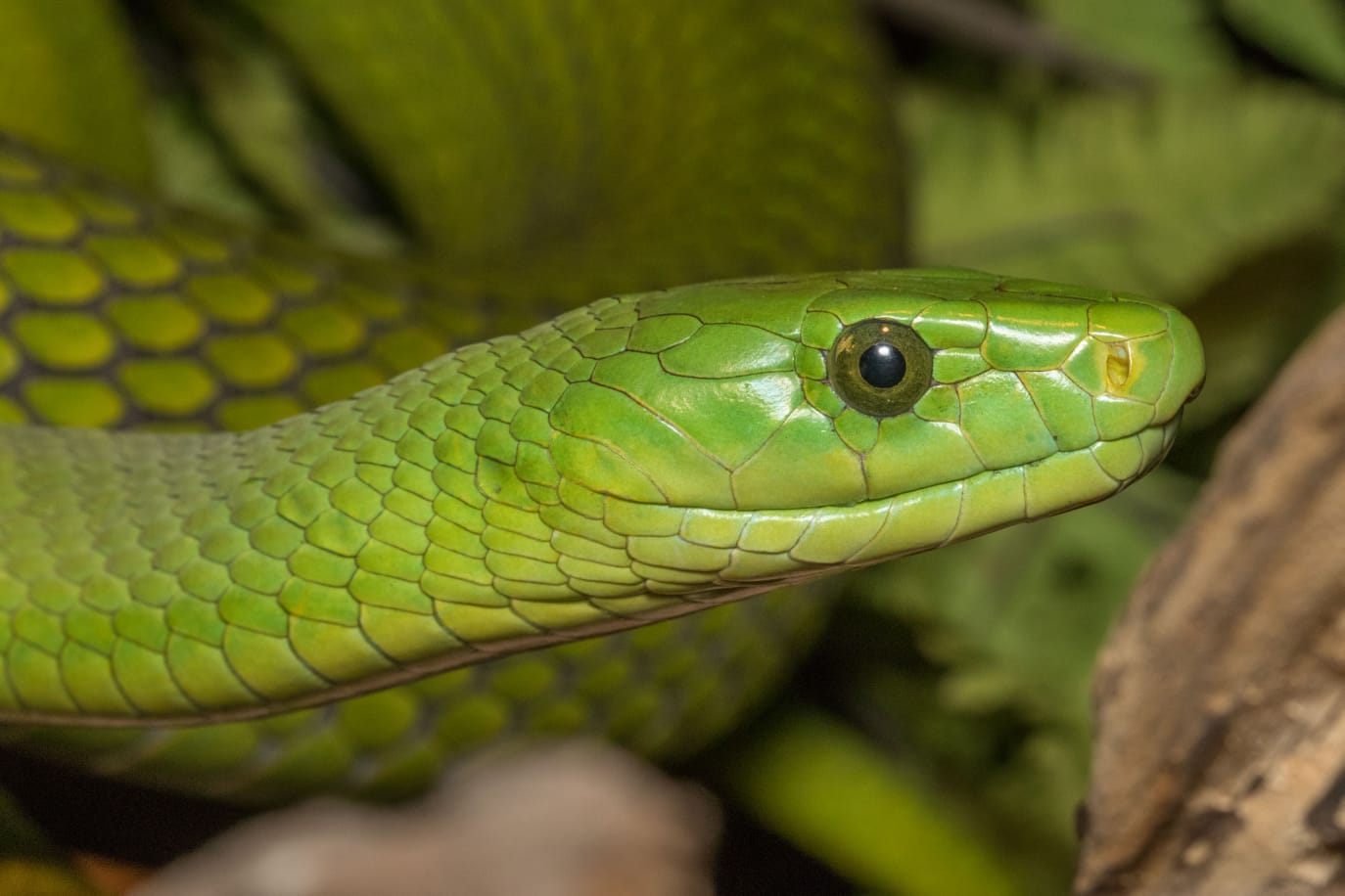 Green Mamba